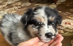 Australian Shepherd dogs for sale: Pineapple - Image 8