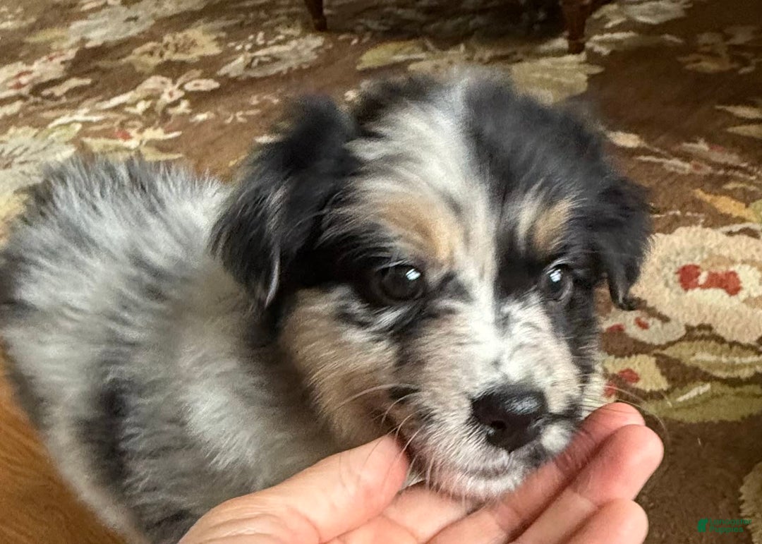 Australian Shepherd dogs for sale: Pineapple - Image 8