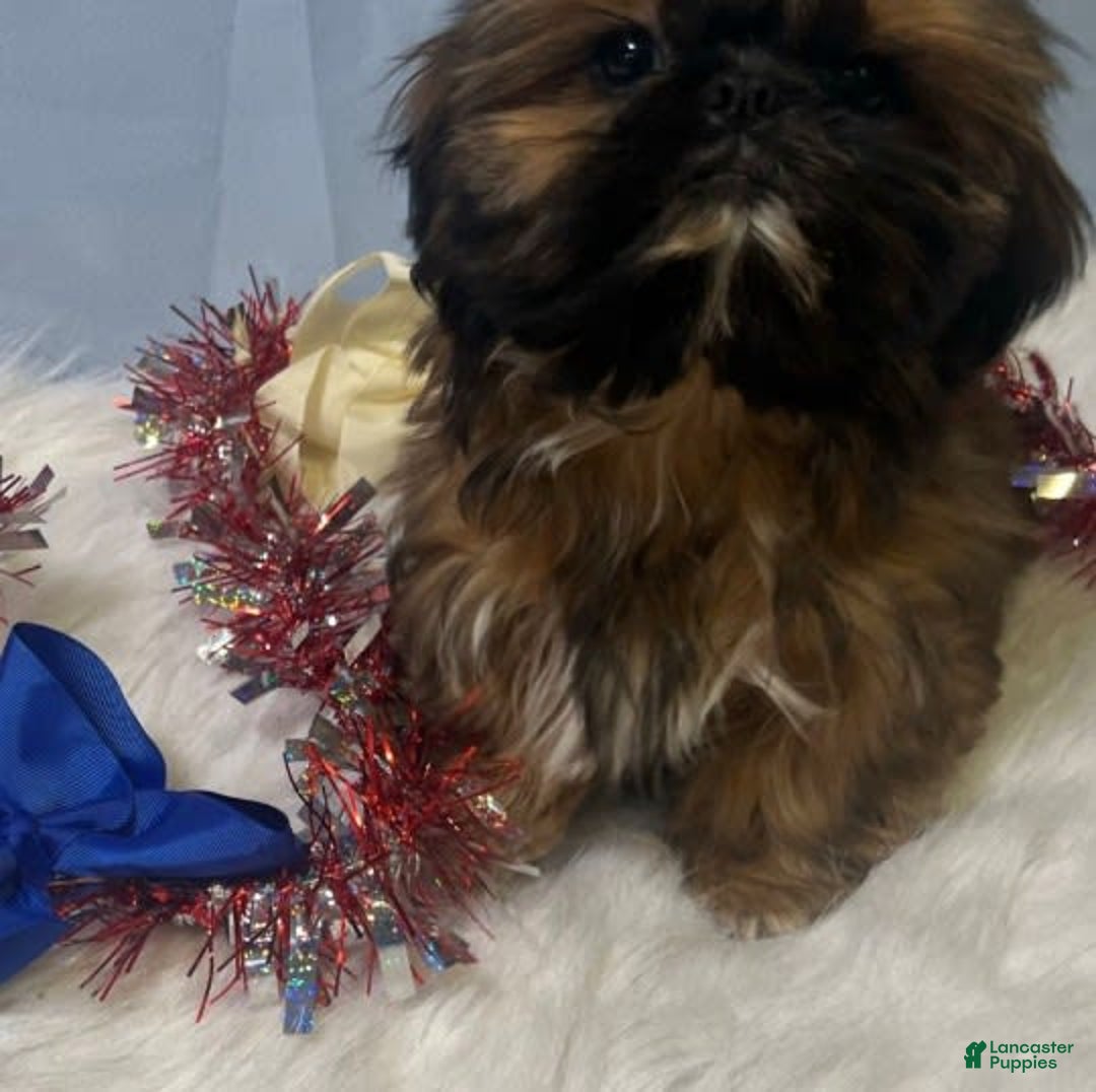 Shih Tzu dogs for sale: Butterfly Blue - Image 9