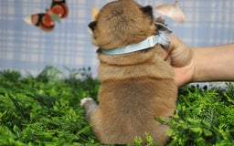 Shiba Inu dogs for sale: Larry - Image 18