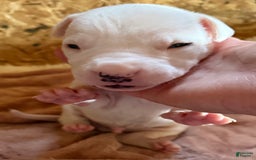 Dogo Argentino dogs for sale: M1 - Image 7