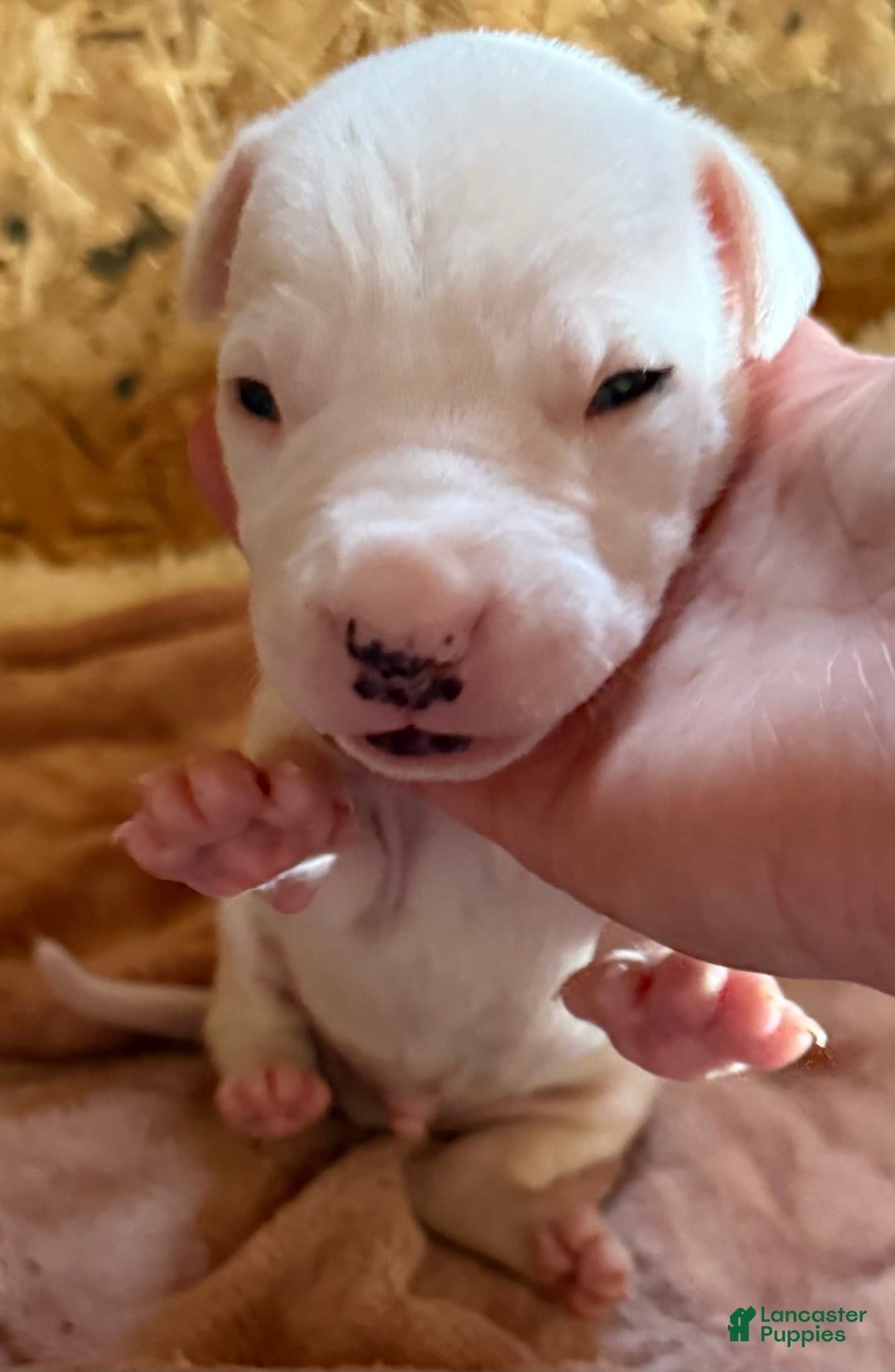 Dogo Argentino dogs for sale: M1 - Image 7