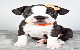 Frenchton dogs for sale: Franklin - Image 10