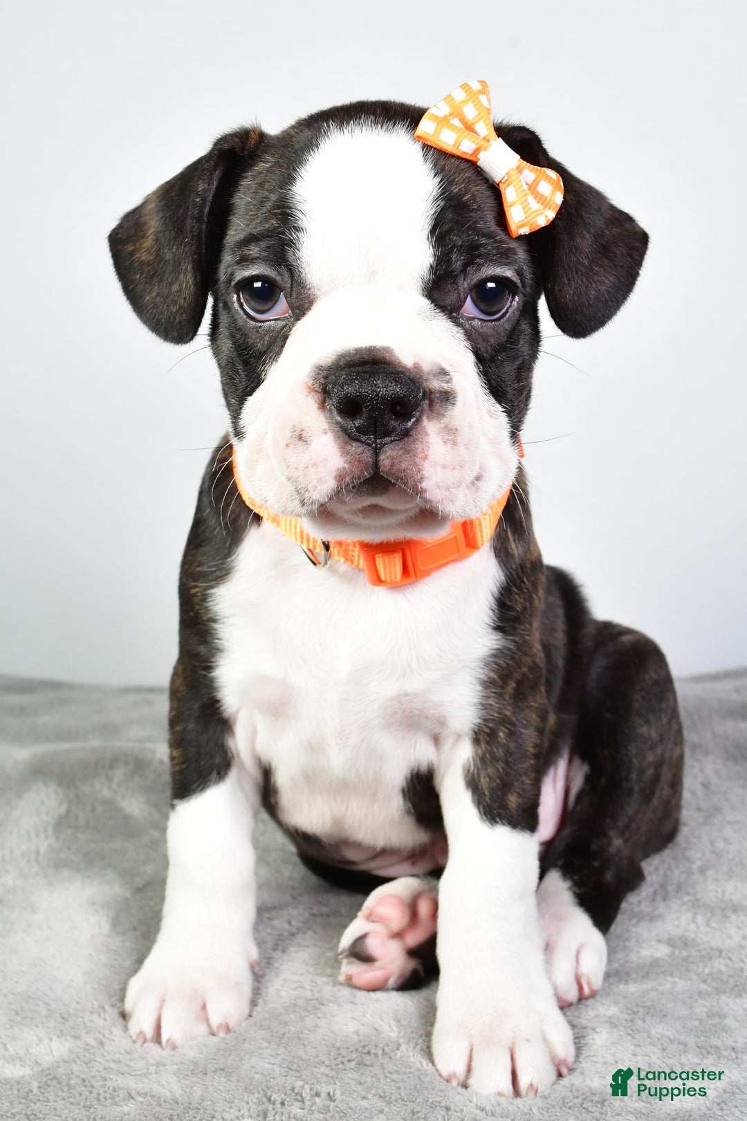 Frenchton dogs for sale: Franklin - Image 10
