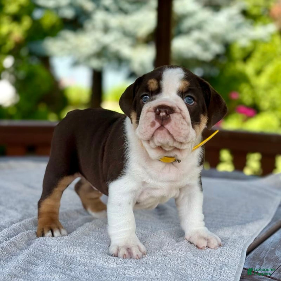 English Bulldog dogs for sale: Camille - Image 6