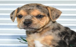 Beabull dogs for sale: Kate - Image 6