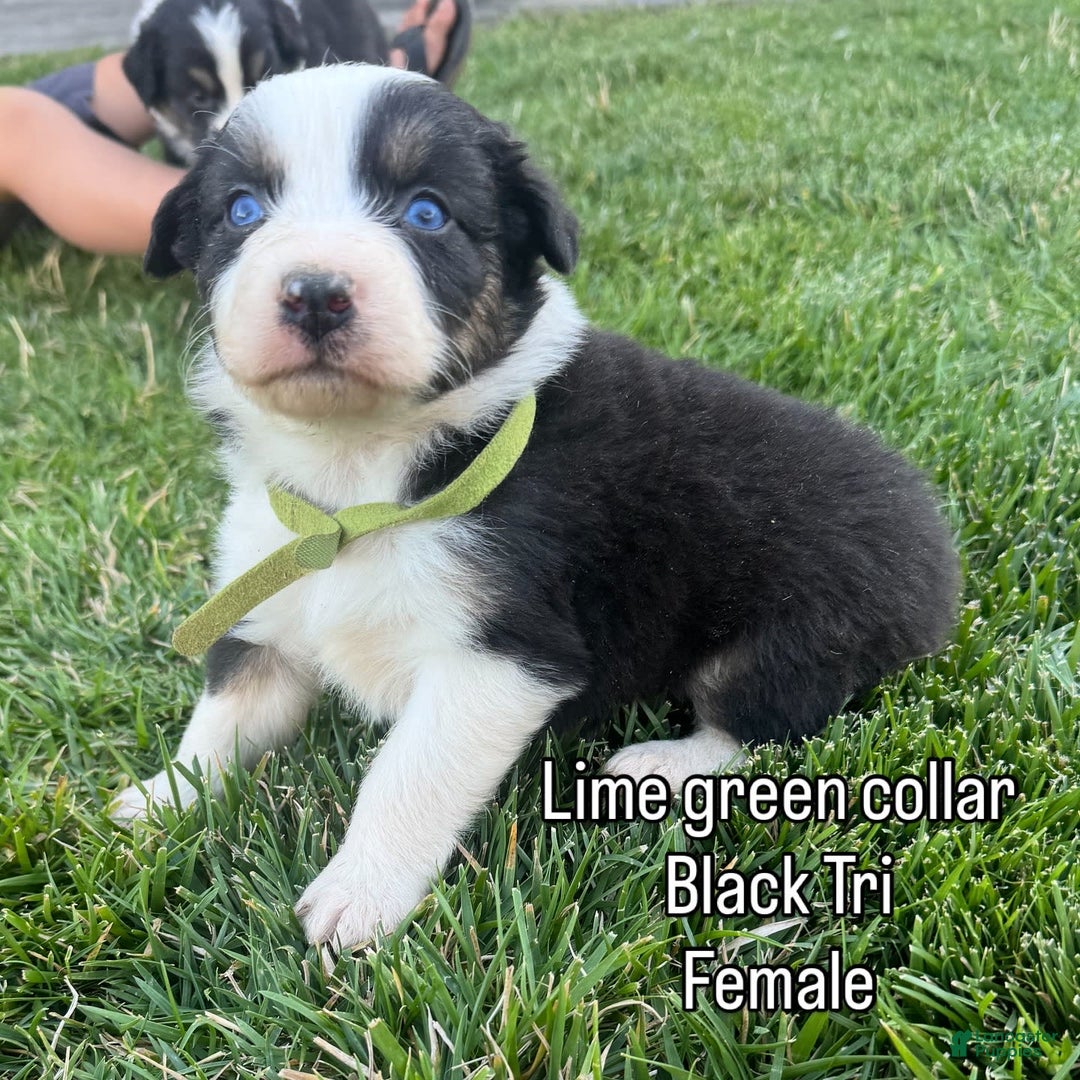 Australian Shepherd dogs for sale: Lime Green Collar - Image 2