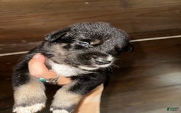 Gerberian Shepsky dogs for sale: Prim - Image 4