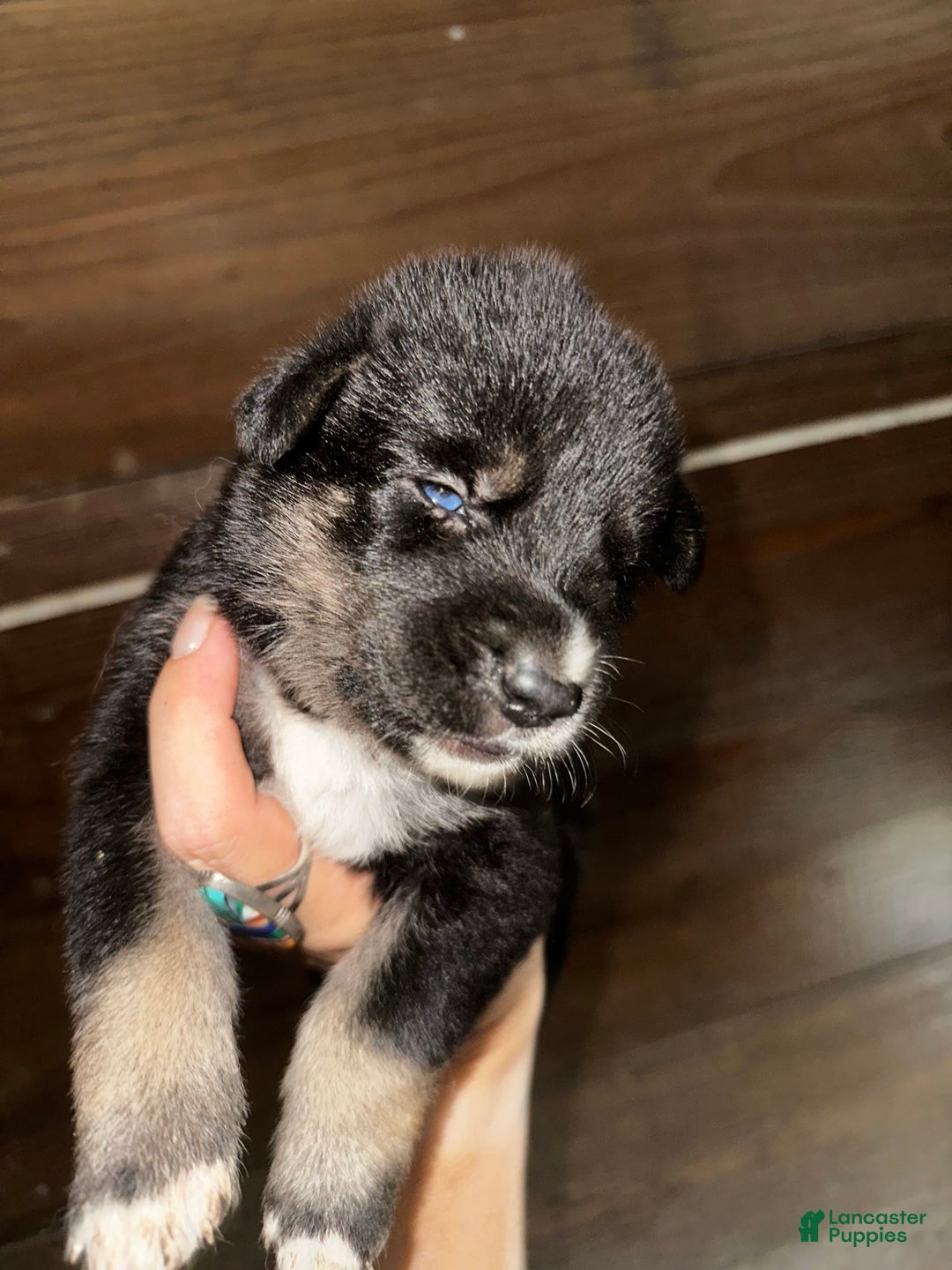 Gerberian Shepsky dogs for sale: Prim - Image 4