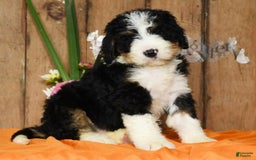 Bernedoodle dogs for sale: Doran - Image 9