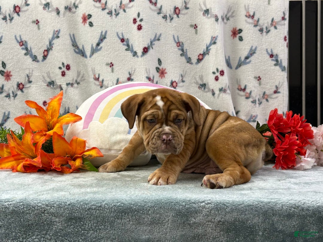 English Bulldog dogs for sale: Kolton 6848 - Image 3