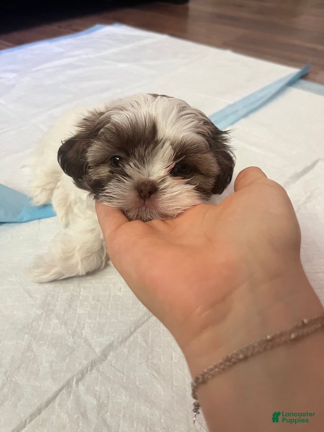 Shih Tzu dogs for sale: Rosie - Image 4