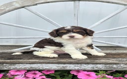 Cavapoo dogs for sale: Teddy - Image 7