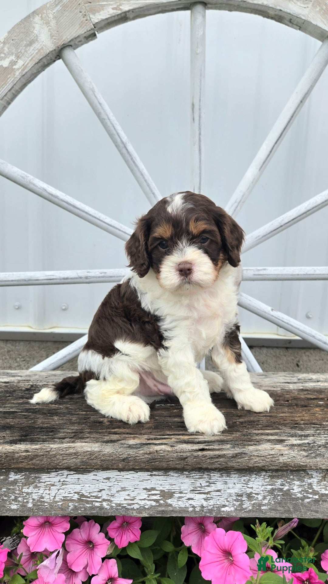 Cavapoo dogs for sale: Teddy - Image 7