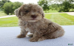 Miniature Poodle dogs for sale: Jackson - Image 10