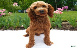Cavapoo dogs for sale: Theo - Image 12