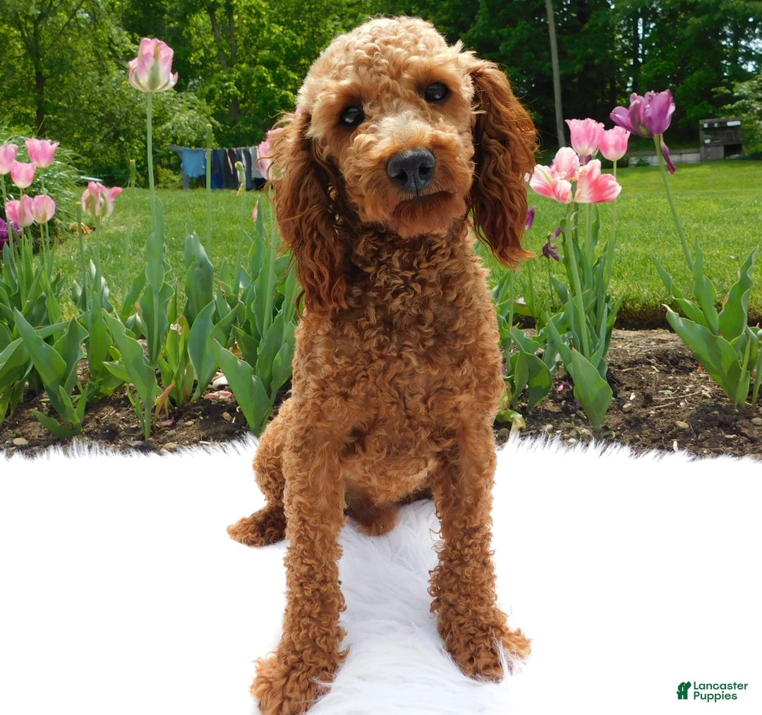 Cavapoo dogs for sale: Theo - Image 12