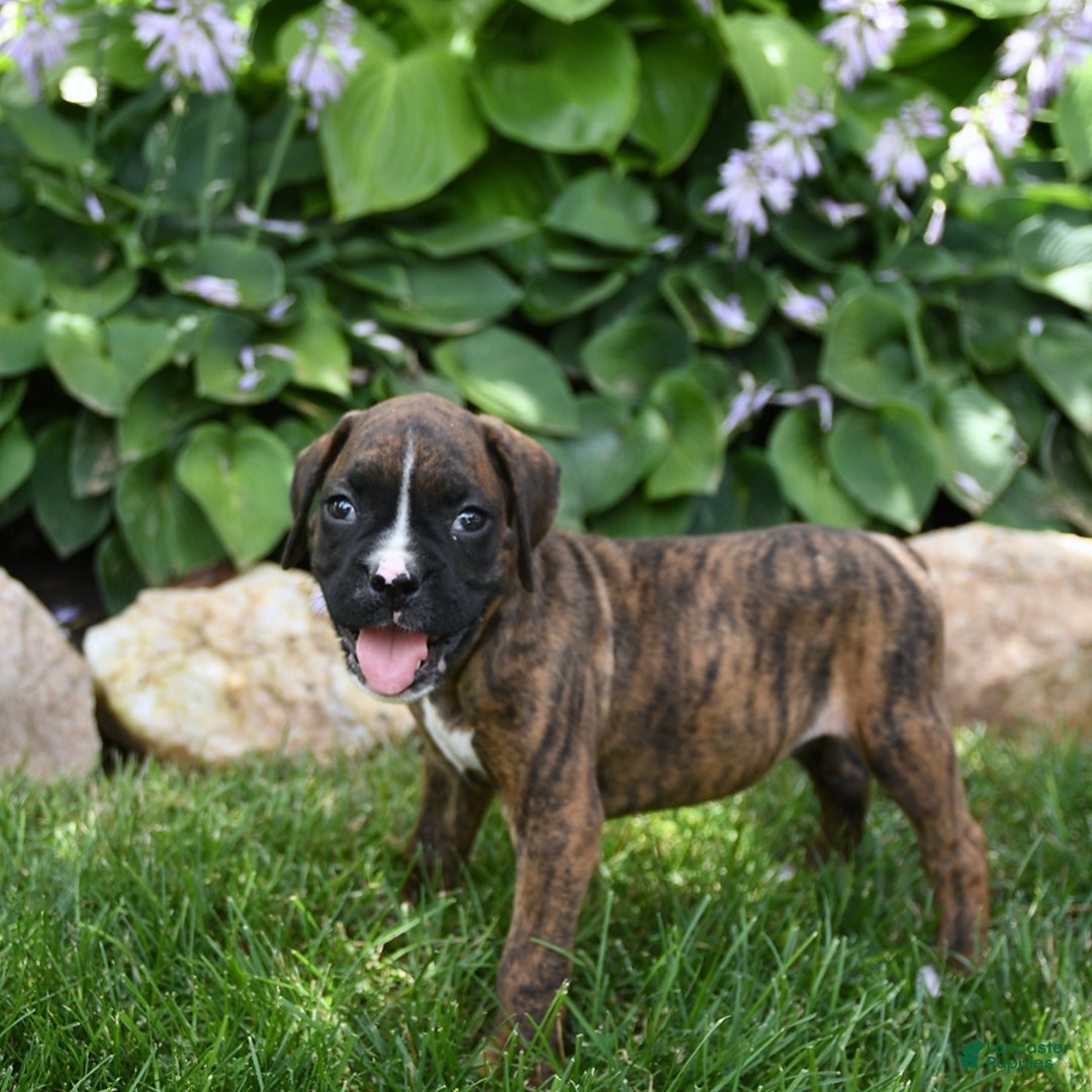 Boxer dogs for sale: Diego - Image 4