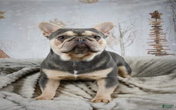 French Bulldog dogs for sale: Milton - Image 10