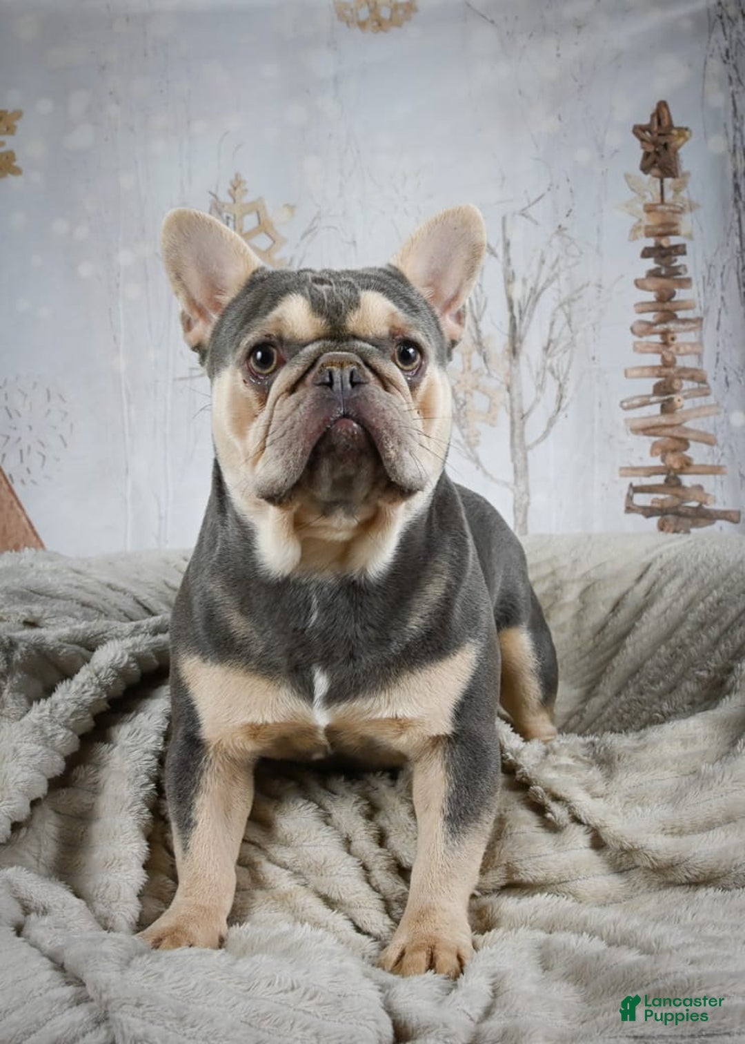 French Bulldog dogs for sale: Milton - Image 10