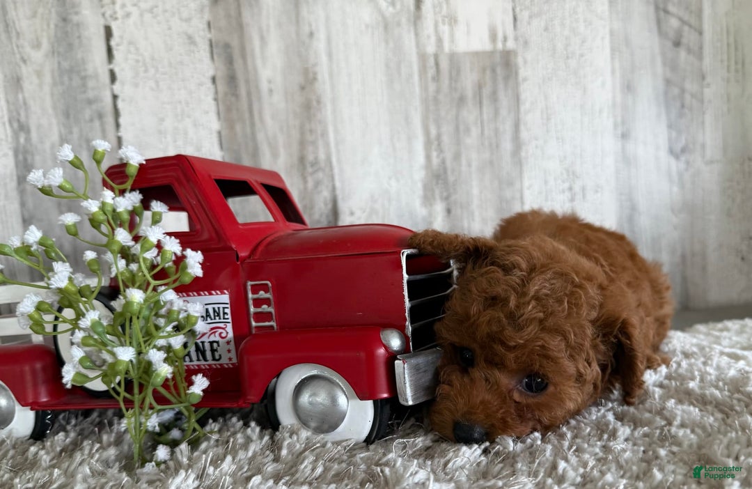 Toy Poodle dogs for sale: Gizmo - Image 4