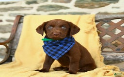 Labrador Retriever dogs for sale: Caramel - Image 3