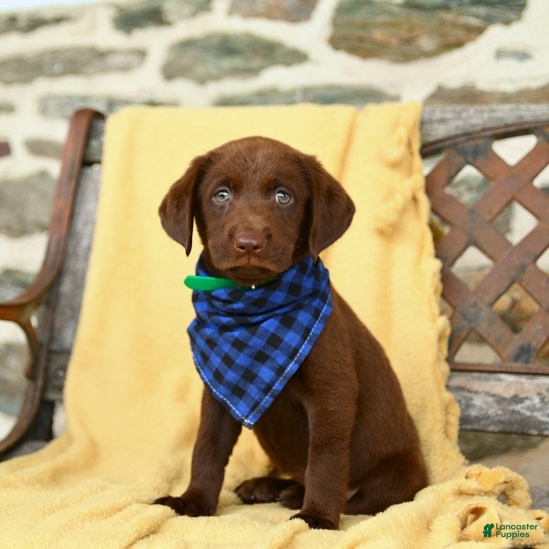 Labrador Retriever dogs for sale: Caramel - Image 3