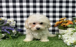 Morkie dogs for sale: Champ - Image 8