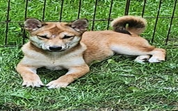 Shiba Inu dogs for sale: Shiba Puppy - Image 9
