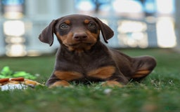 Doberman Pinscher dogs for sale: Domino - Image 16