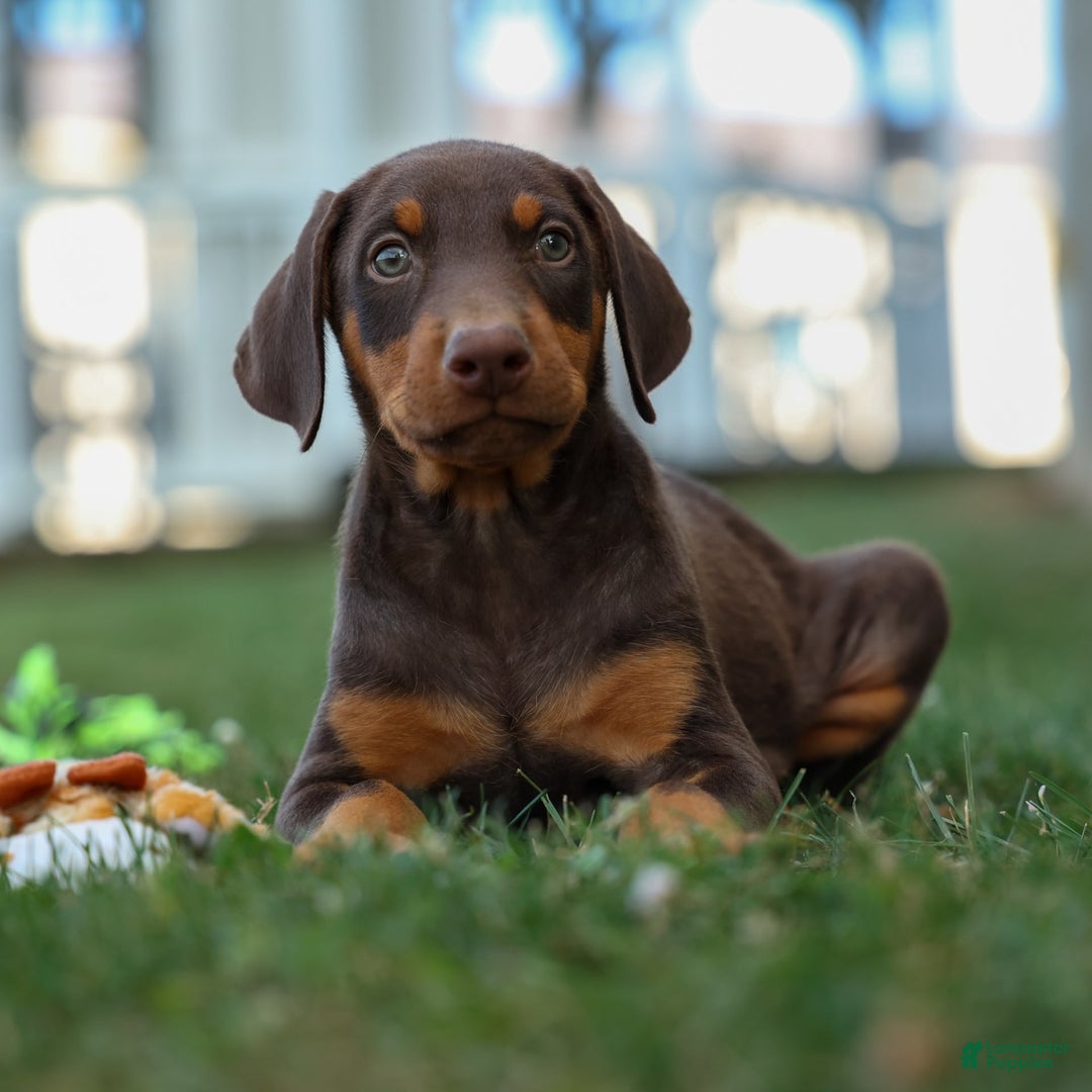 Doberman Pinscher dogs for sale: Domino - Image 16
