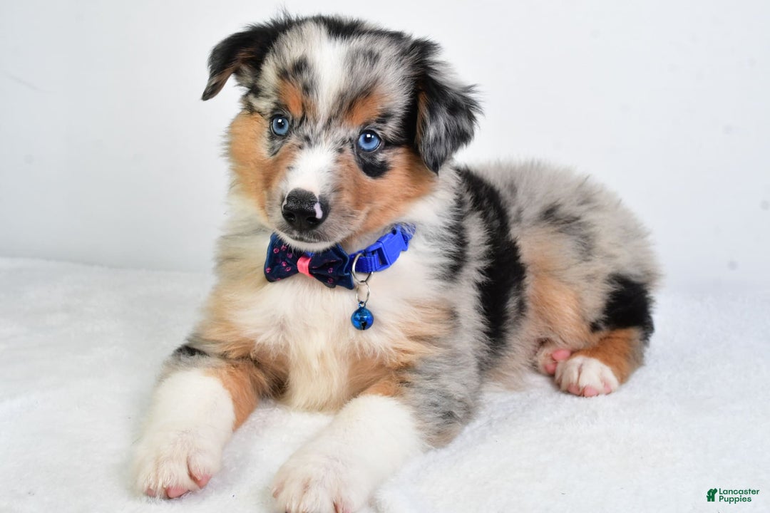 Miniature Australian Shepherd dogs for sale: Sawyer - Image 1