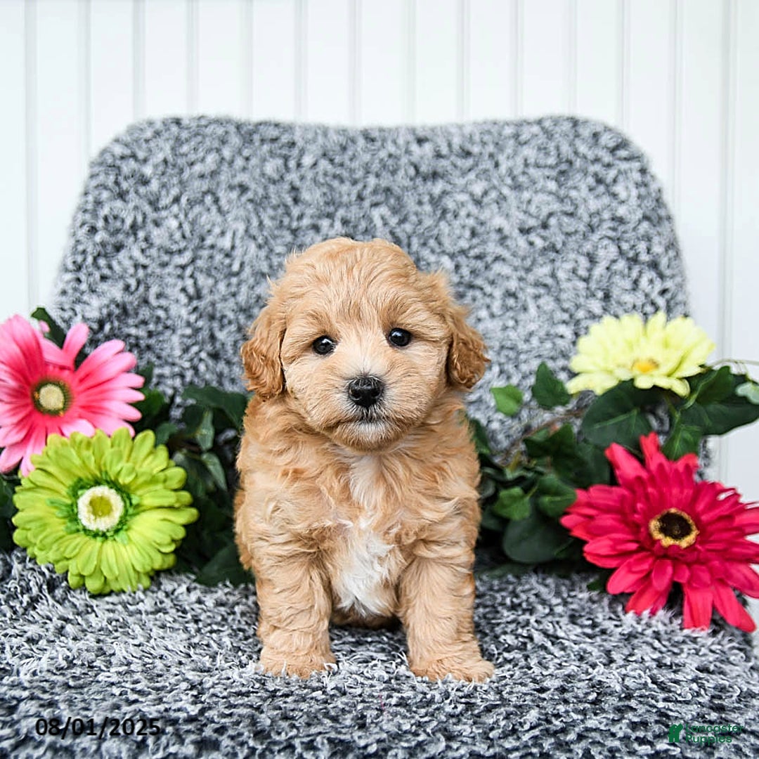 Maltipoo dogs for sale: Blossom - Image 2