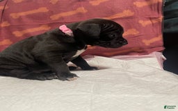 American Bully dogs for sale: Tokyo - Image 1