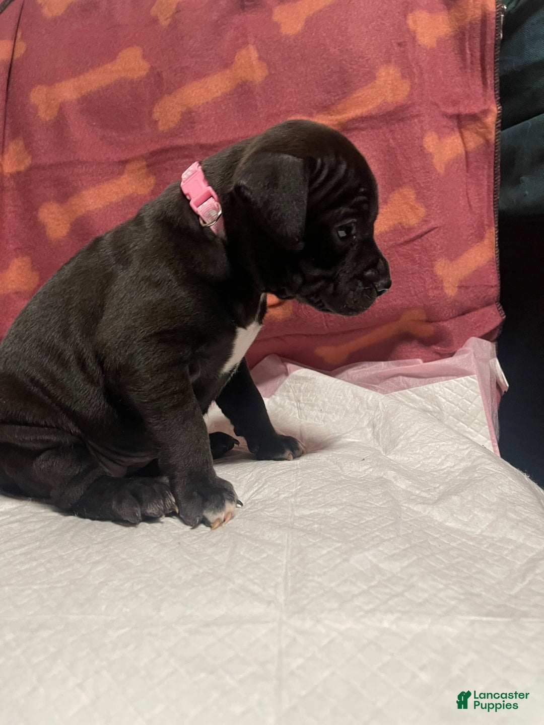 American Bully dogs for sale: Tokyo - Image 1