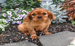 Cavalier King Charles Spaniel dogs for sale: Charlie - Image 11