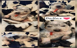Catahoula Leopard Dog dogs for sale: Dallas - Image 3