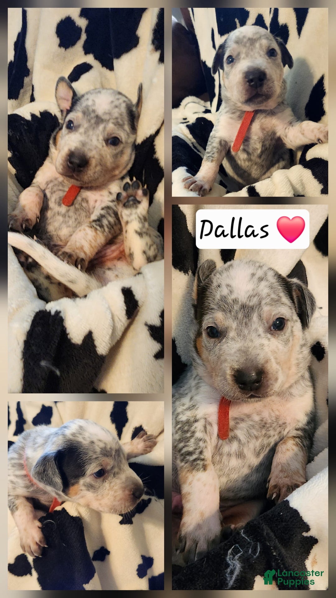 Catahoula Leopard Dog dogs for sale: Dallas - Image 3