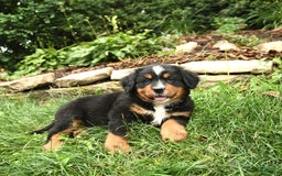 Bernese Mountain Dog dogs for sale: Wendy - Image 2