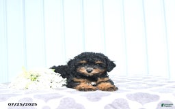 Toy Poodle dogs for sale: Khloe - Image 6