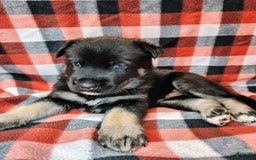 Gerberian Shepsky dogs for sale: Mateo - Image 1