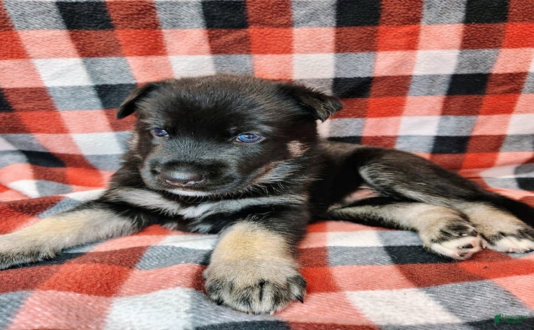 Gerberian Shepsky dogs for sale - Ad 1