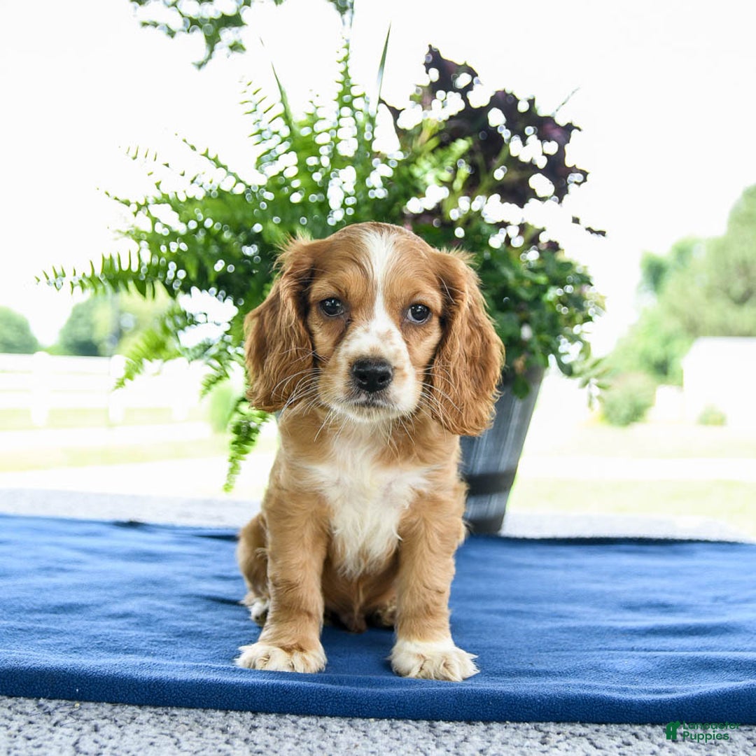 Cocker Spaniel dogs for sale: Baxter - Image 1