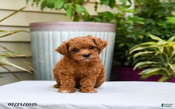 Toy Poodle dogs for sale: Lady - Image 3