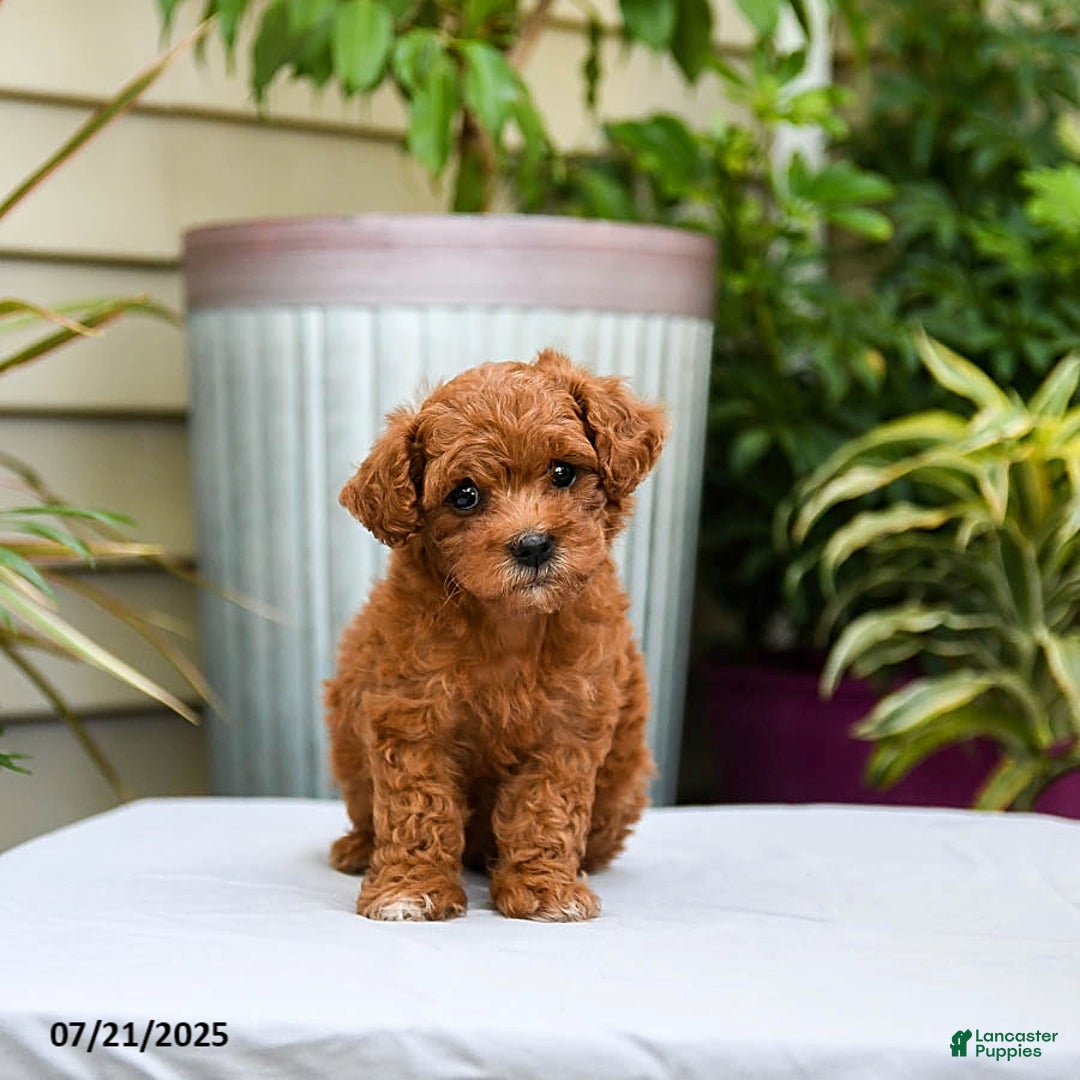 Toy Poodle dogs for sale: Lady - Image 3