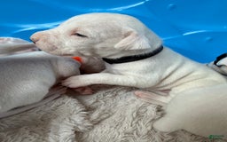 Dogo Argentino dogs for sale: M1 - Image 3