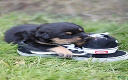 Rottweiler dogs for sale: Vans - Image 2