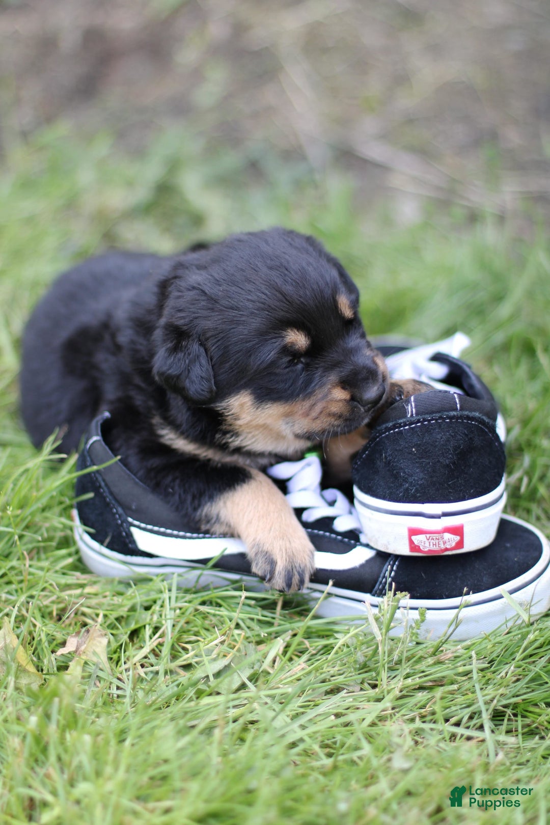 Rottweiler dogs for sale: Vans - Image 2