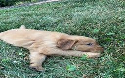 Golden Retriever dogs for sale: Champ - Image 4