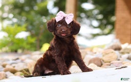Miniature Dachshund dogs for sale: Chai - Image 4